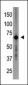 Cry1 Antibody (C-term)